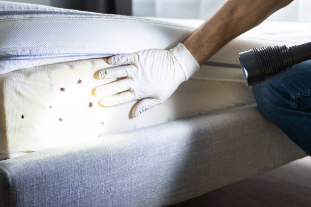 Best Residential Pest Control  in Maunawili, HI