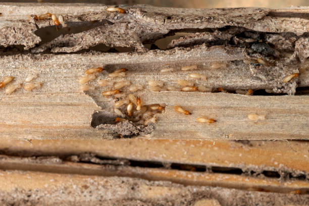 Best Insect Control  in Maunawili, HI